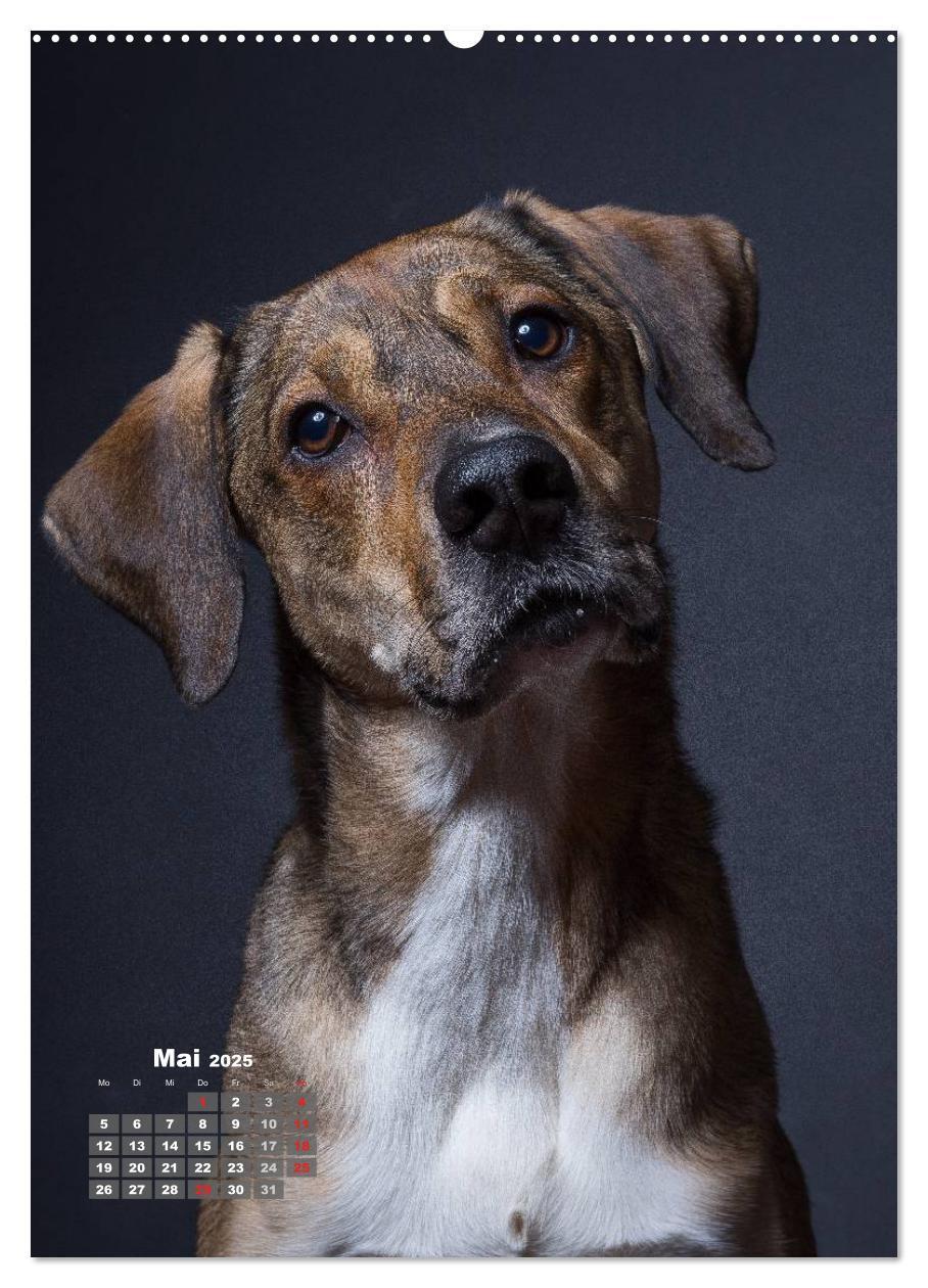 Bild: 9783457009321 | Treue Wegbegleiter, Hunde im Portrait. (Wandkalender 2025 DIN A2...