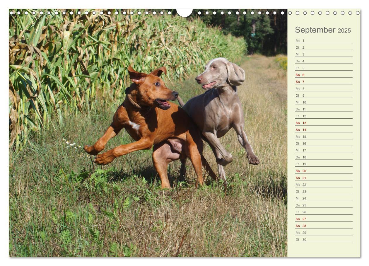 Bild: 9783383937415 | Rhodesian Ridgeback - Jung, wild, zuckersüß (Wandkalender 2025 DIN...