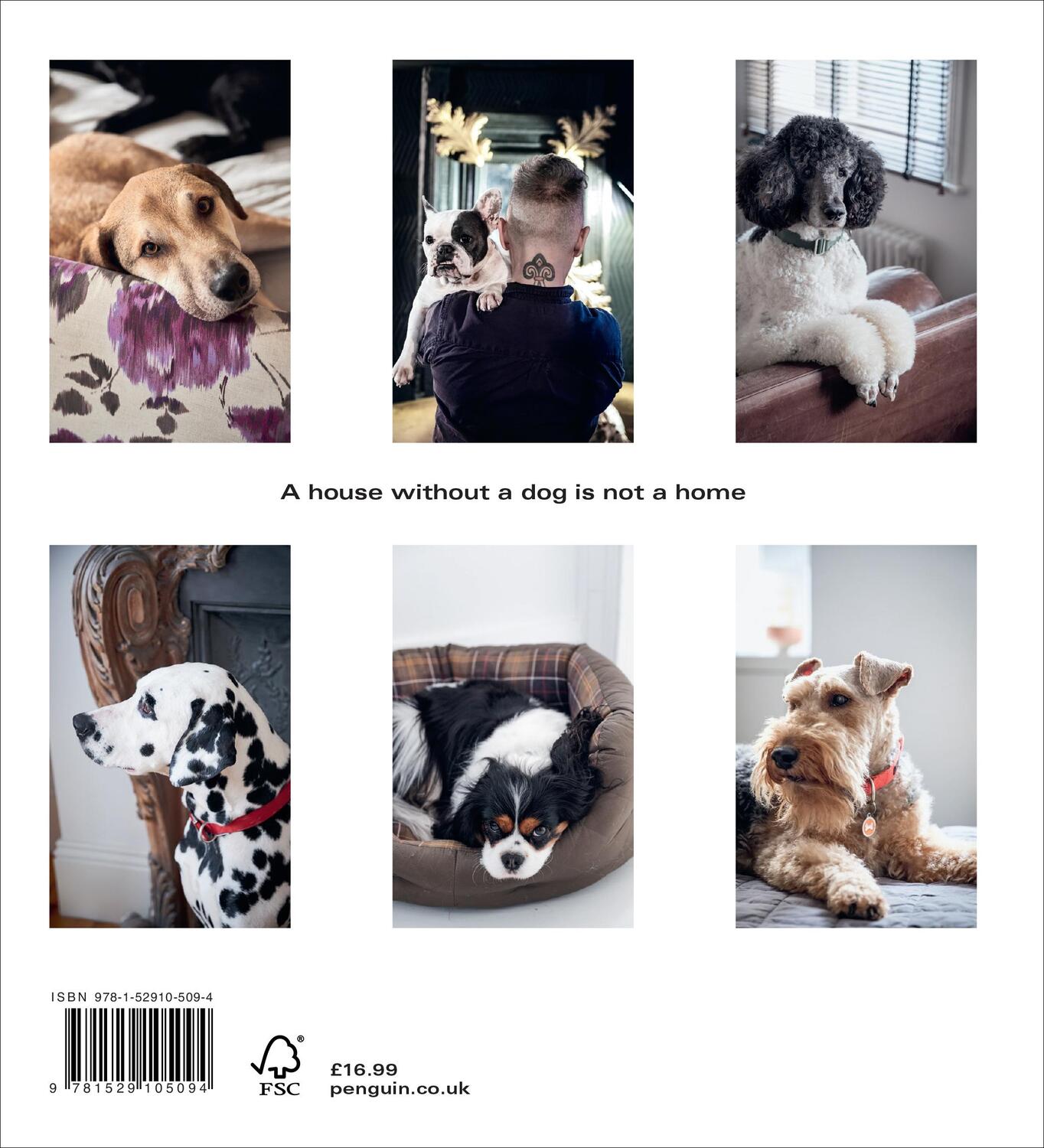 Rückseite: 9781529105094 | Dogs at Home | Marianne Cotterill | Buch | Englisch | 2021 | EBURY PR