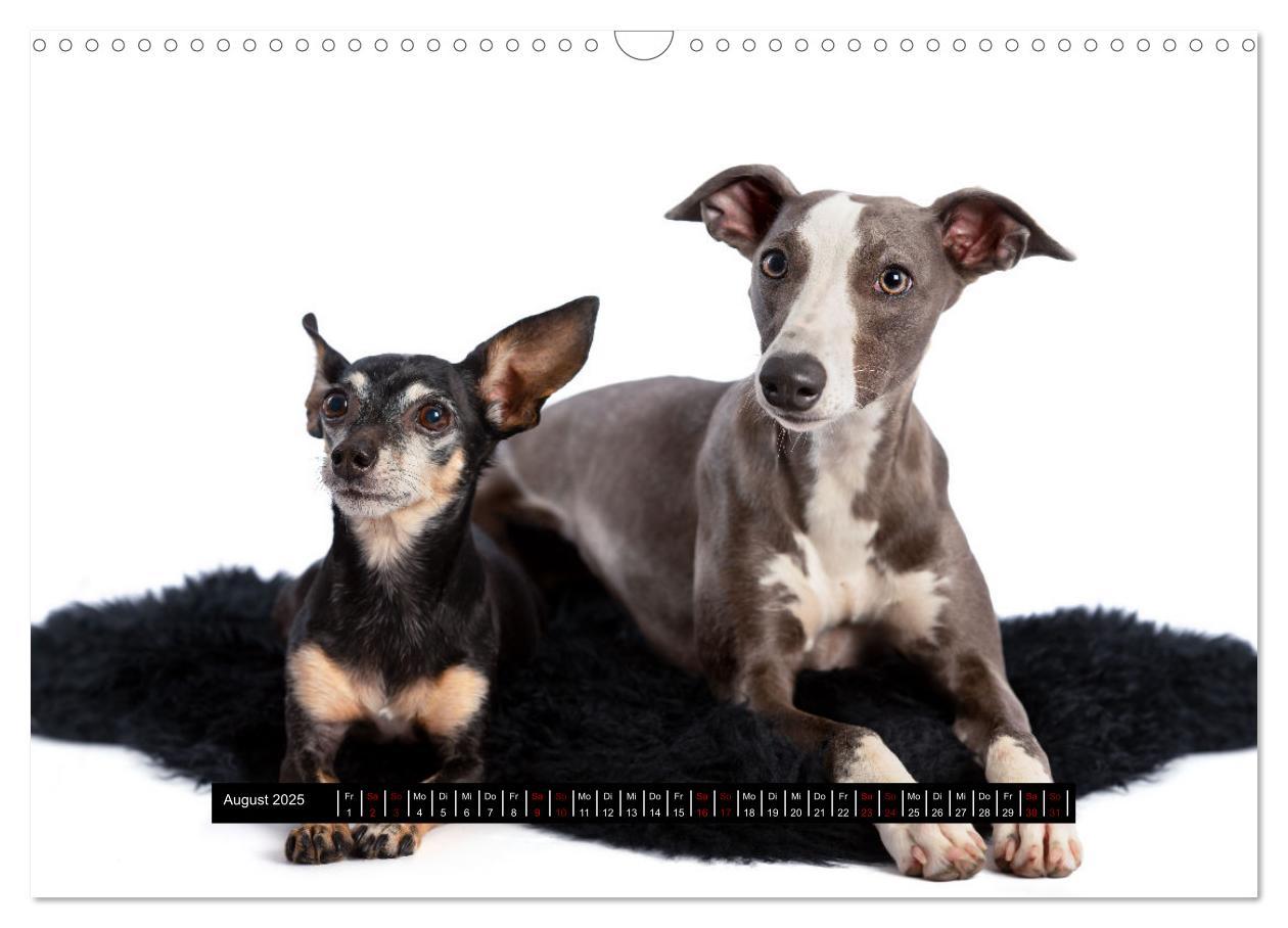 Bild: 9783435040605 | Das erste Whippet-Jahr (Wandkalender 2025 DIN A3 quer), CALVENDO...