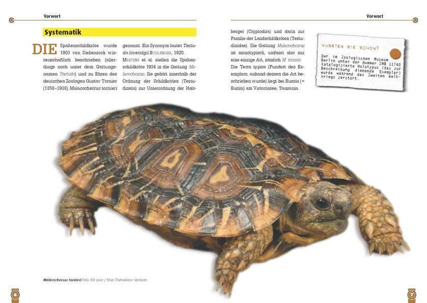 Bild: 9783866591837 | Die Spaltenschildkröte | Malacochersus Tornieri | Manfred Rogner