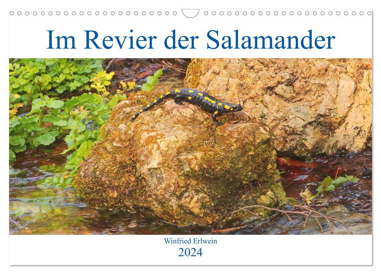 Cover: 9783675558137 | Im Revier der Salamander (Wandkalender 2024 DIN A3 quer), CALVENDO...