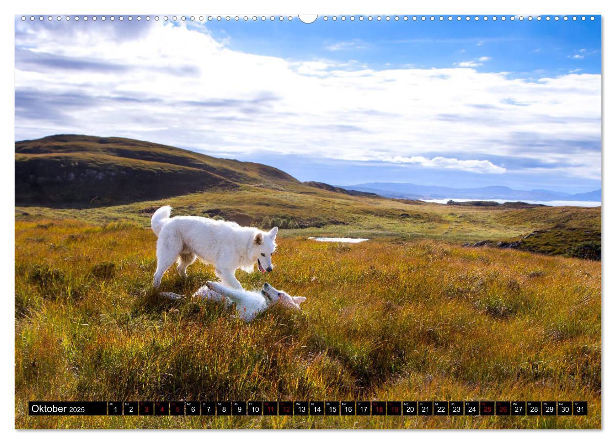 Bild: 9783435415045 | Weiße Schäferhunde in schönen Landschaften (Wandkalender 2025 DIN...