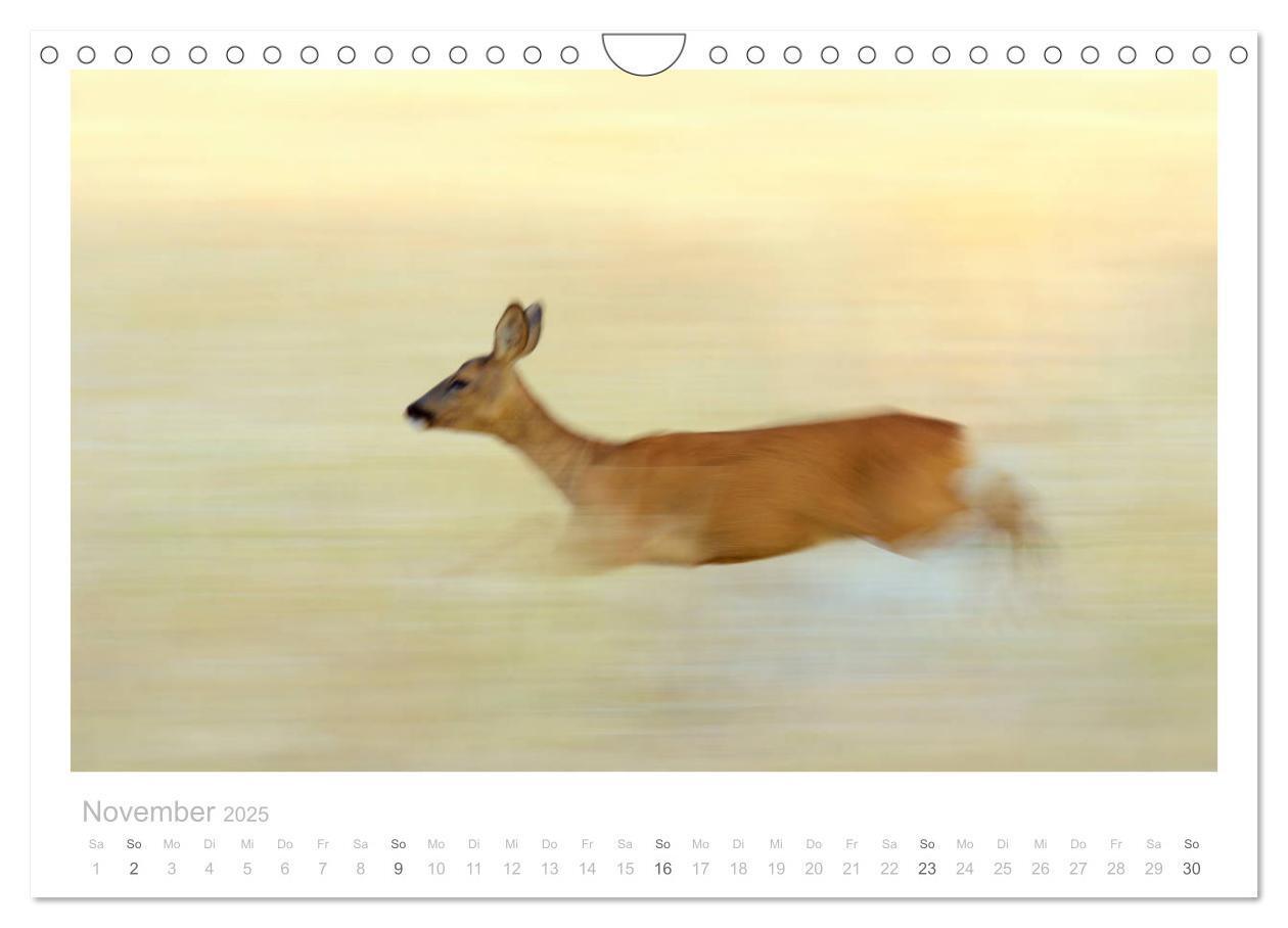 Bild: 9783435111107 | Rehwild 2025 (Wandkalender 2025 DIN A4 quer), CALVENDO Monatskalender