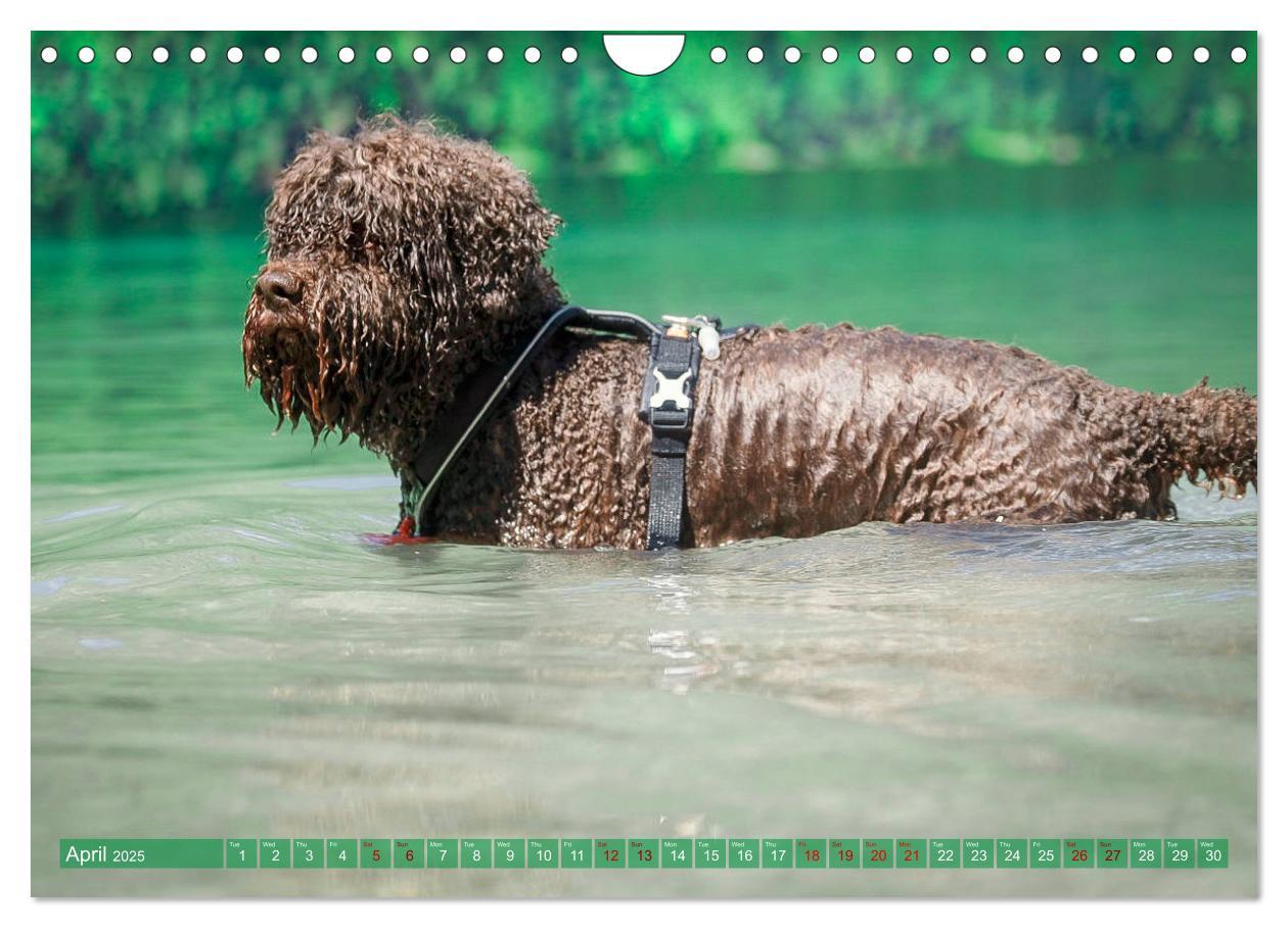 Bild: 9781325940905 | Lagotto Romagnolo Splash Edition (Wall Calendar 2025 DIN A4...