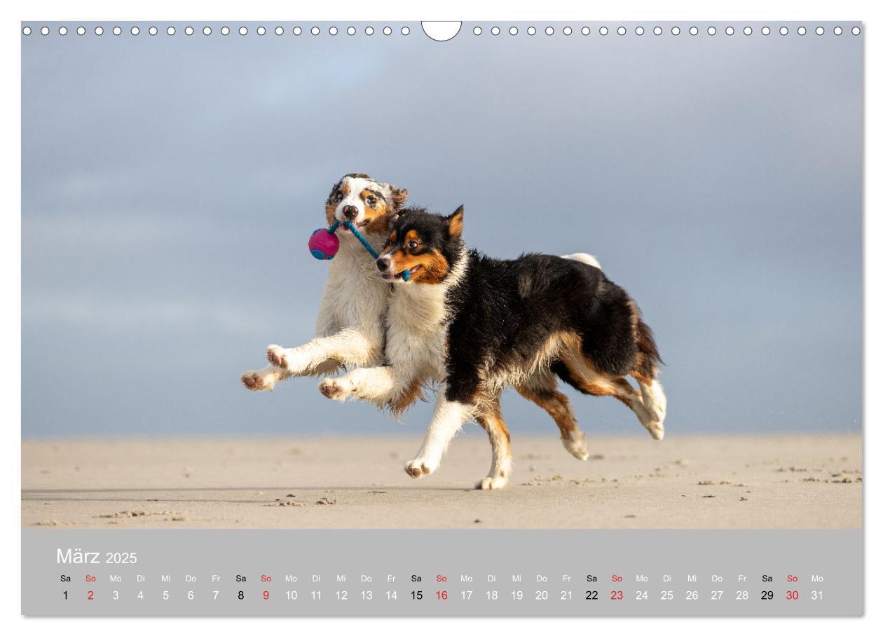 Bild: 9783435672875 | Australian Shepherd 2025 (Wandkalender 2025 DIN A3 quer), CALVENDO...