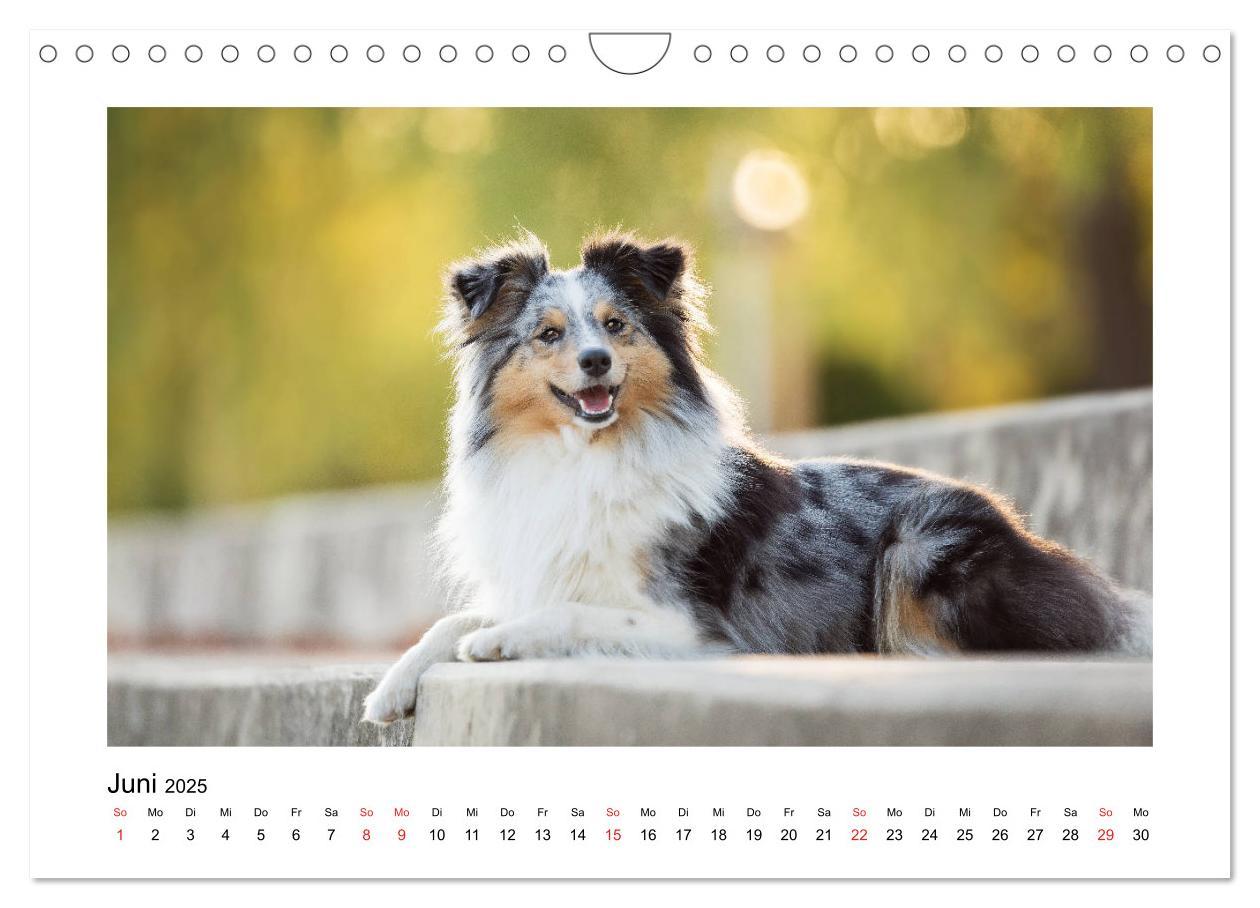 Bild: 9783435308309 | Herzensshelties - Shetland Sheepdogs (Wandkalender 2025 DIN A4...