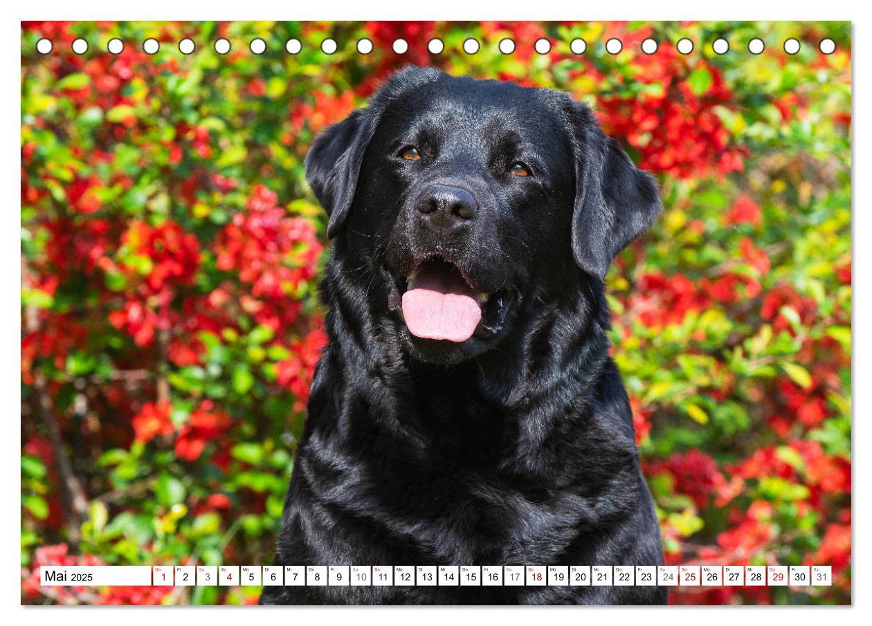 Bild: 9783435311774 | Freund auf 4 Pfoten - Labrador Retriever (Tischkalender 2025 DIN A5...