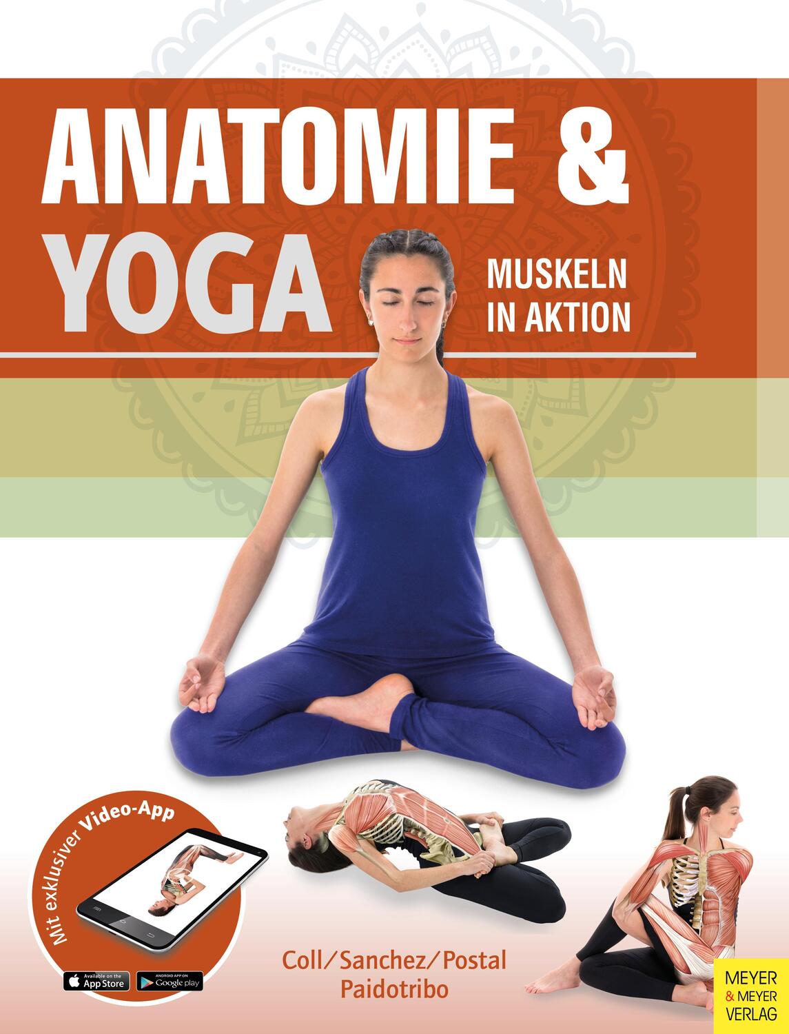 Cover: 9783840376061 | Anatomie & Yoga | Muskeln in Aktion | Paidotribo | Bundle | Deutsch