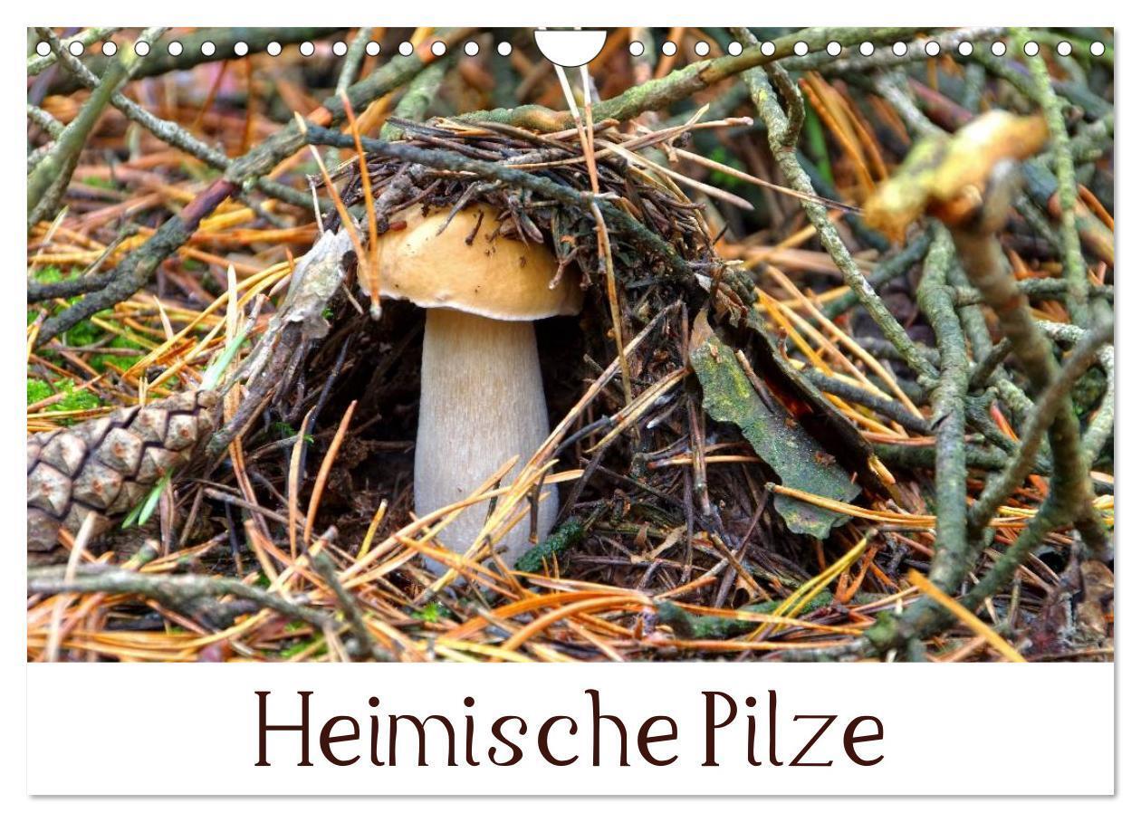 Cover: 9783383420498 | Heimische Pilze (Wandkalender 2024 DIN A4 quer), CALVENDO...