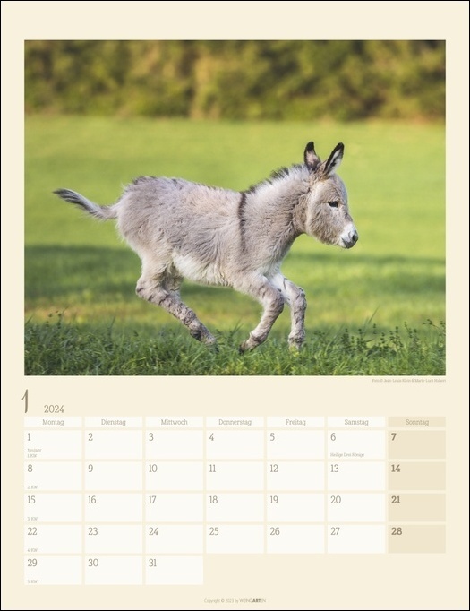 Bild: 9783840085581 | Esel Kalender 2024. Jahres-Wandkalender 2024 mit Fotos von...