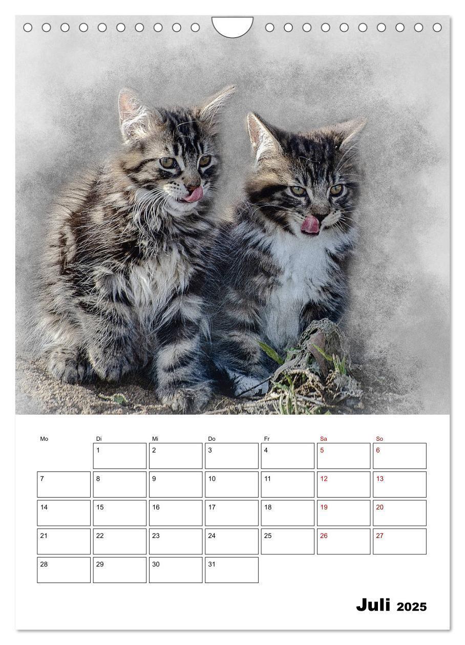 Bild: 9783435975365 | Maine Coon Katzen (Wandkalender 2025 DIN A4 hoch), CALVENDO...