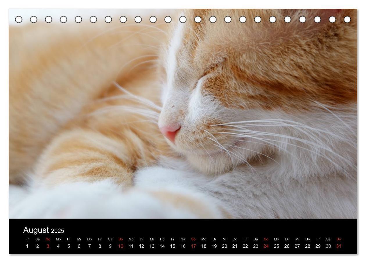 Bild: 9783435519729 | Haustiger - Ein Katzenkalender (Tischkalender 2025 DIN A5 quer),...