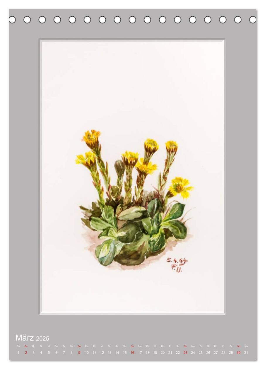 Bild: 9783457008317 | Alpenblumen Aquarelle aus Tirol (Tischkalender 2025 DIN A5 hoch),...