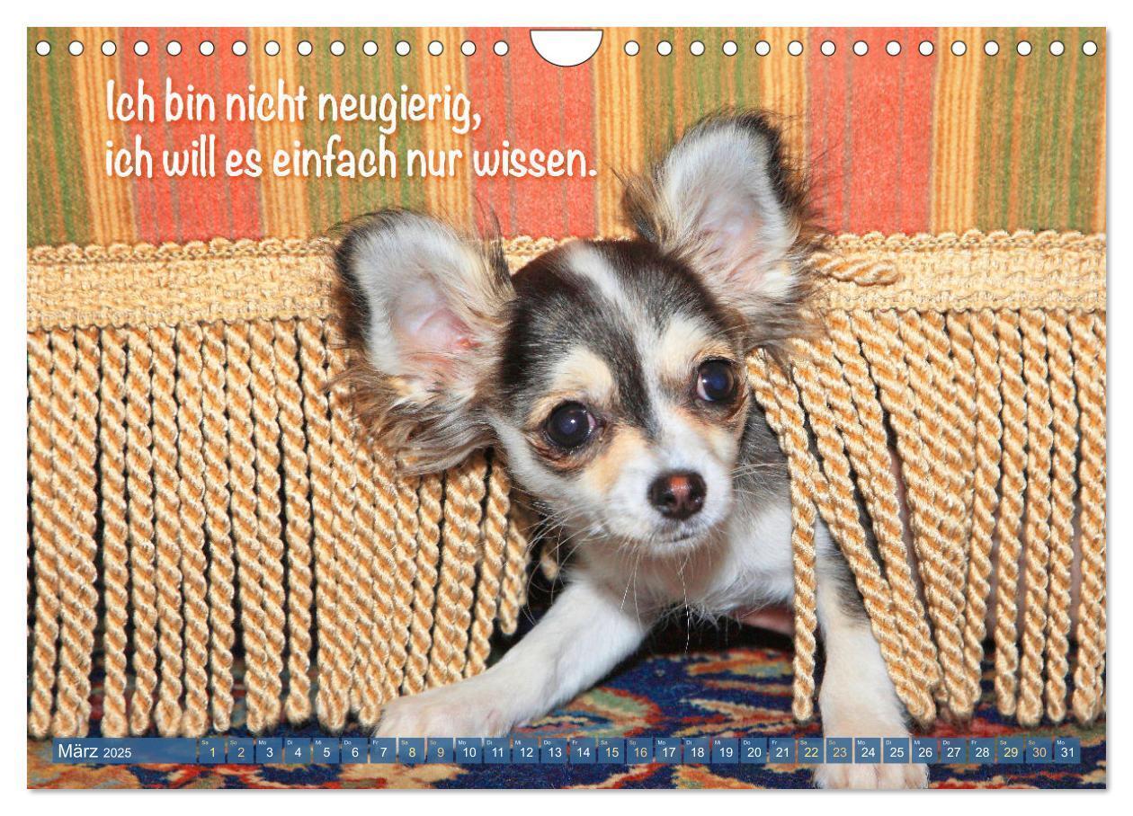 Bild: 9783457199787 | Chihuahua: Kleine Hunde, aber oho (Wandkalender 2025 DIN A4 quer),...