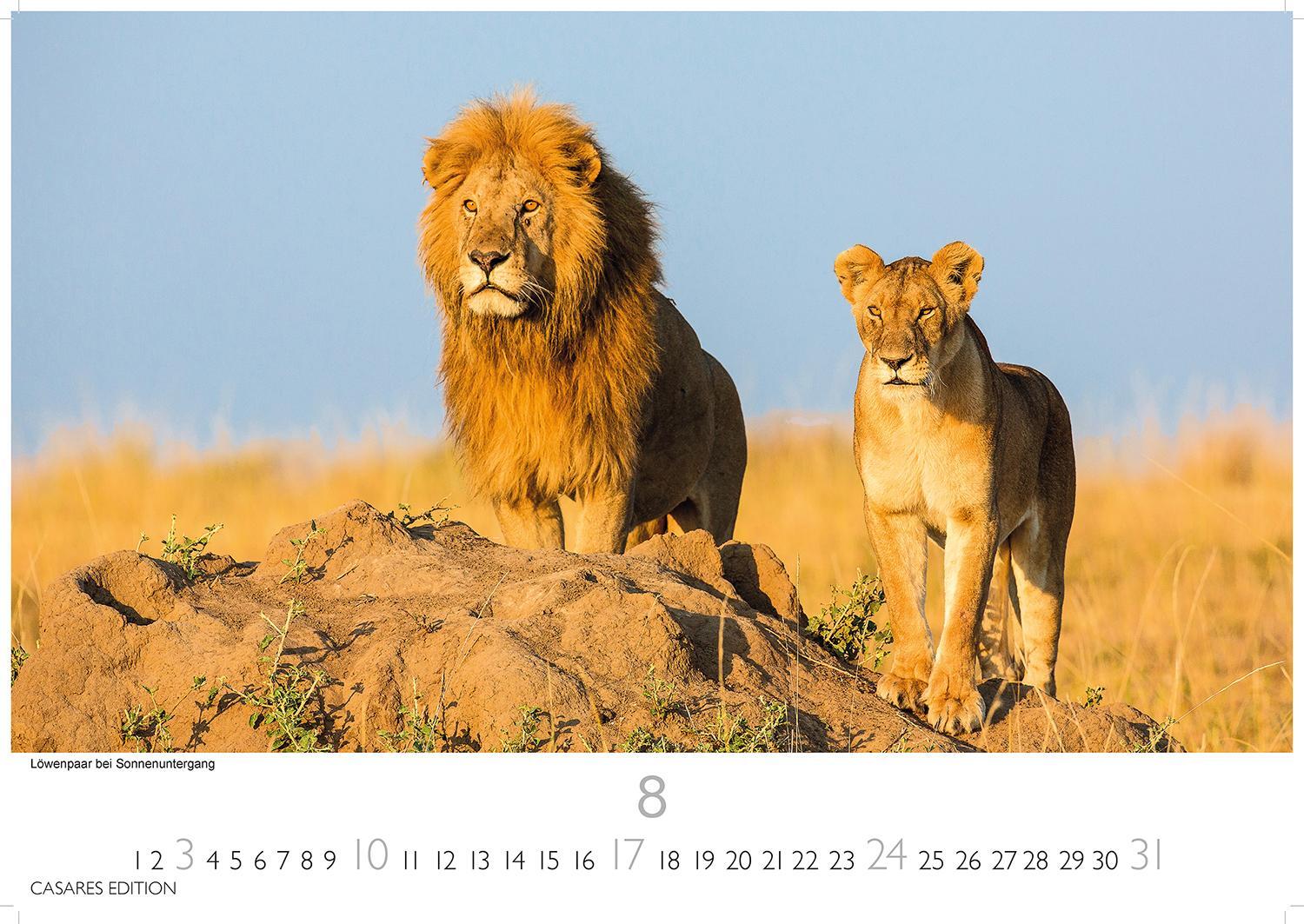 Bild: 9781835240502 | African Wildlife 2025 L 35x50cm | Kalender | 14 S. | Deutsch | 2025