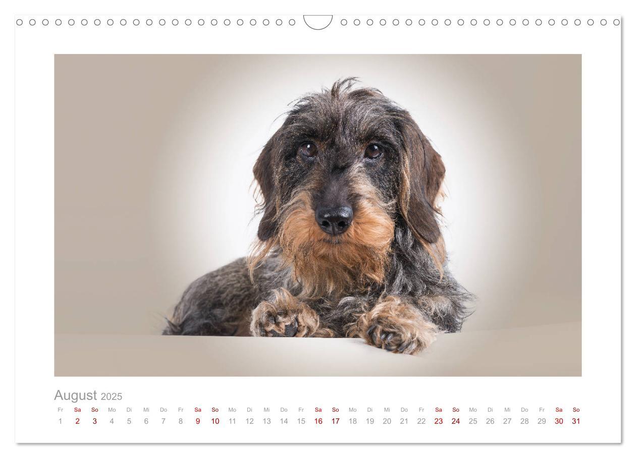 Bild: 9783435104390 | Dackelblicke - ein bezaubernder Rauhaardackel (Wandkalender 2025...