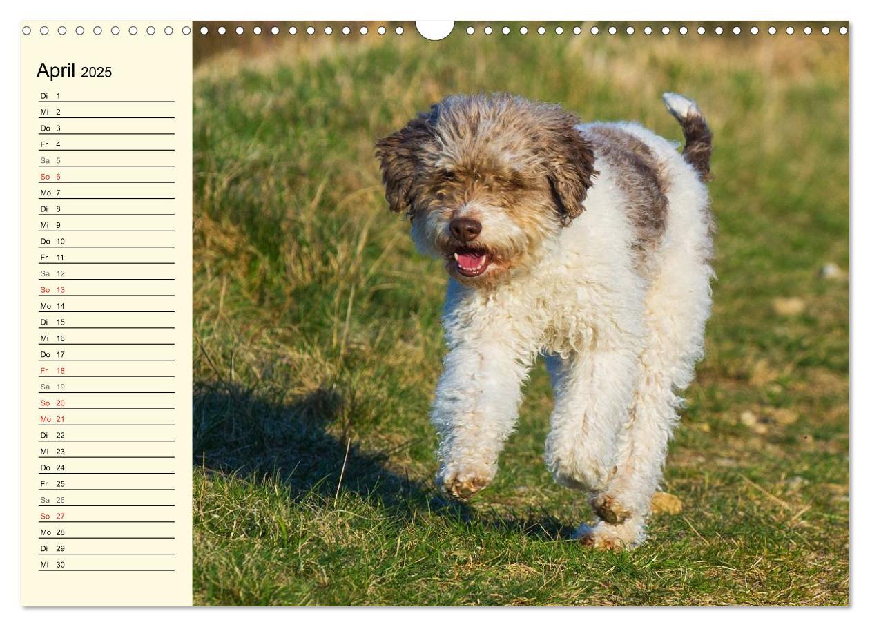 Bild: 9783435544912 | Lagotto Romagnolo - Italienischer Trüffelhund (Wandkalender 2025...