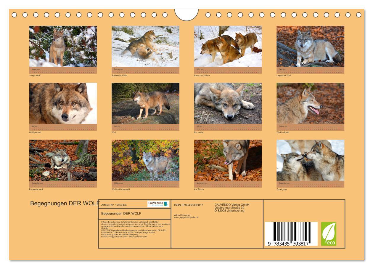 Bild: 9783435393817 | Begegnungen DER WOLF (Wandkalender 2025 DIN A4 quer), CALVENDO...