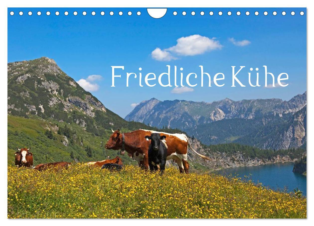 Cover: 9783675581388 | Friedliche Kühe (Wandkalender 2024 DIN A4 quer), CALVENDO...