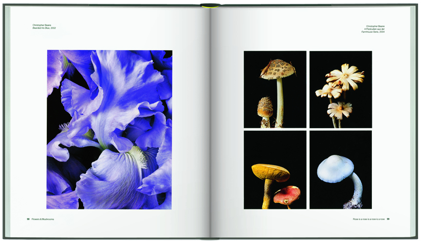 Bild: 9783777421483 | Flowers & Mushrooms | Toni Stooss | Buch | 2013 | Hirmer