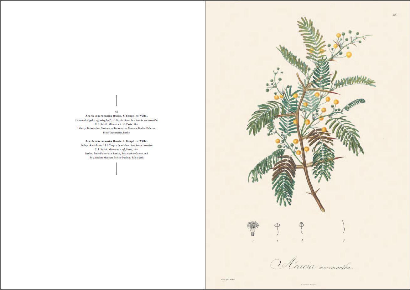 Bild: 9783791384146 | Alexander von Humboldt und die botanische Erforschung Amerikas | Lack
