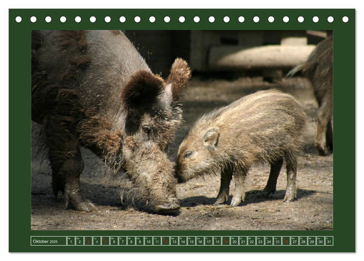 Bild: 9783435776429 | Schweinkram - Die Wildschweine sind los (Tischkalender 2025 DIN A5...