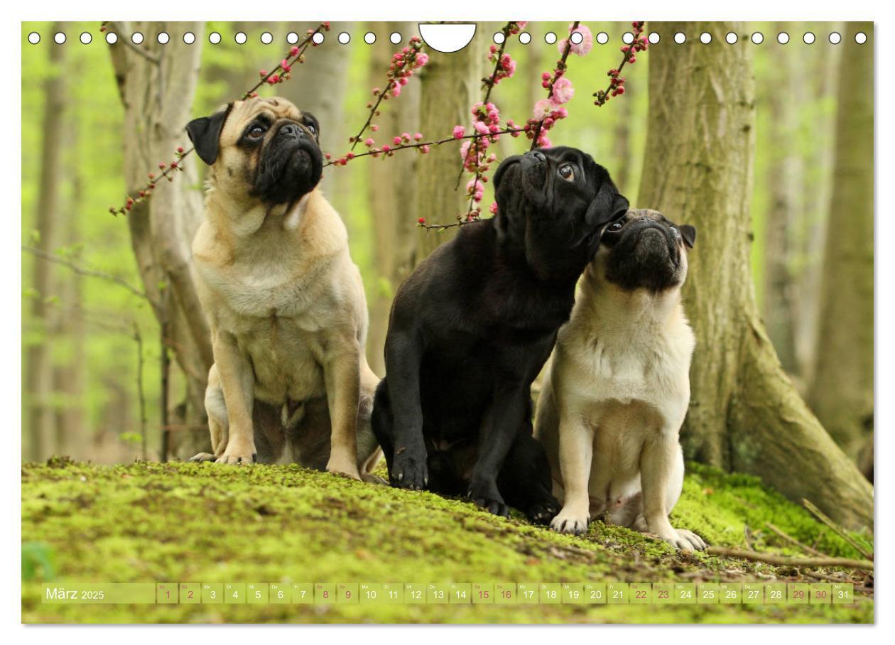 Bild: 9783435442041 | Lustige Möpse aus der Hundeknipserei (Wandkalender 2025 DIN A4...