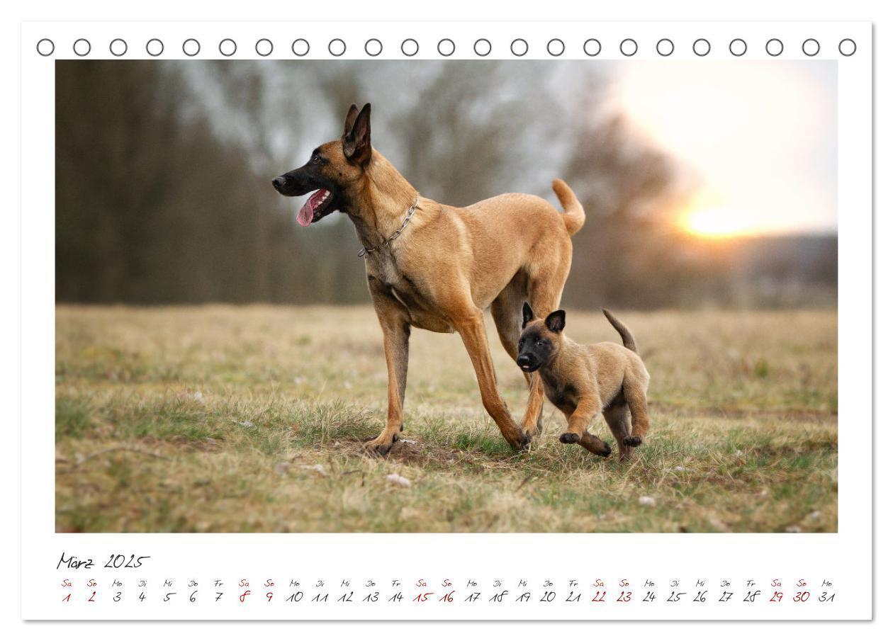 Bild: 9783383798450 | Mit dem Malinois durch das Jahr (Tischkalender 2025 DIN A5 quer),...