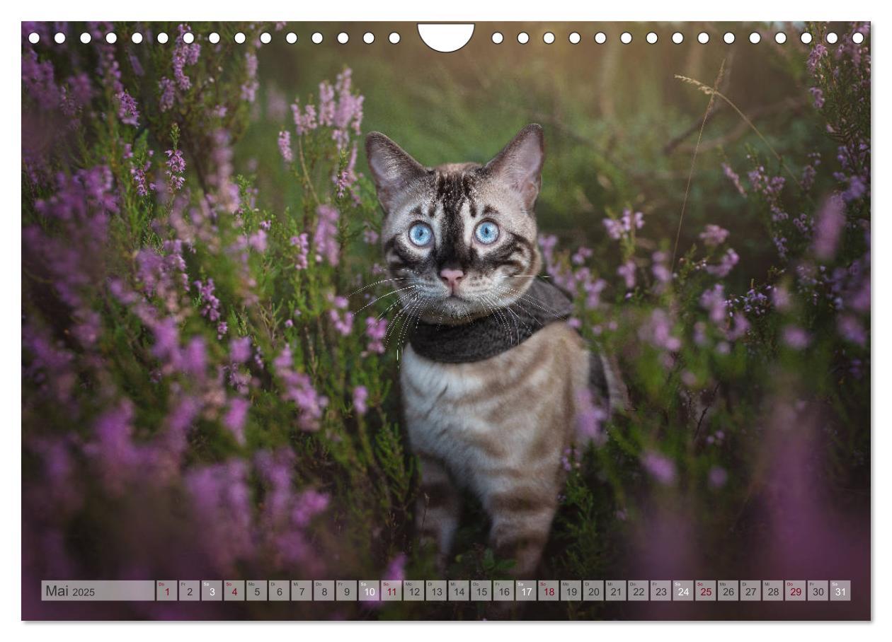 Bild: 9783435178889 | Wildes Wohnzimmer - Die Bengalkatze (Wandkalender 2025 DIN A4...