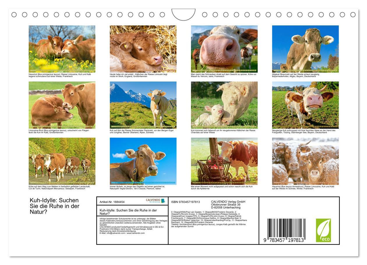 Bild: 9783457197813 | Kuh-Idylle: Suchen Sie die Ruhe in der Natur? (Wandkalender 2025...