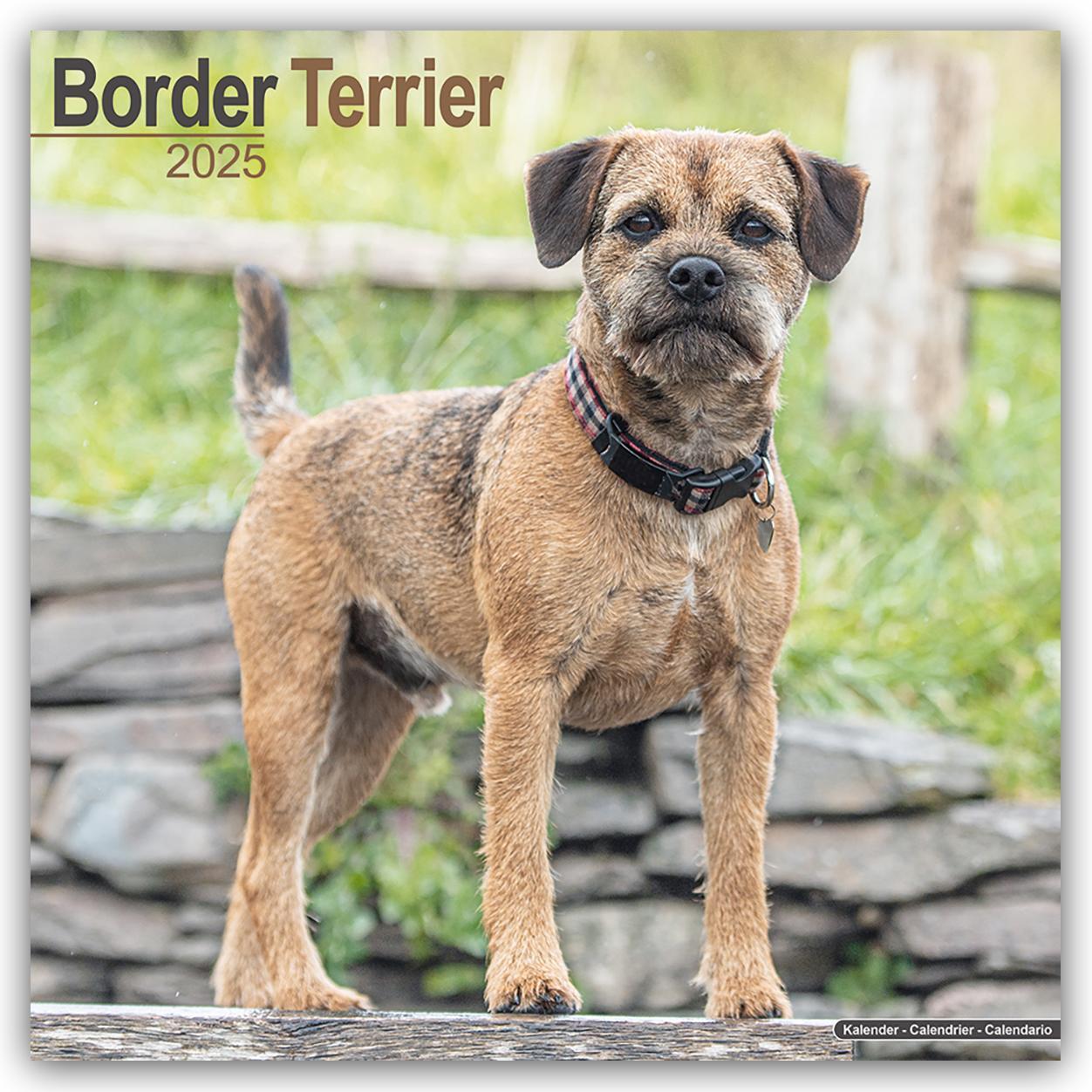 Cover: 9781804603178 | Border Terrier 2025 - 16-Monatskalender | Avonside Publishing Ltd