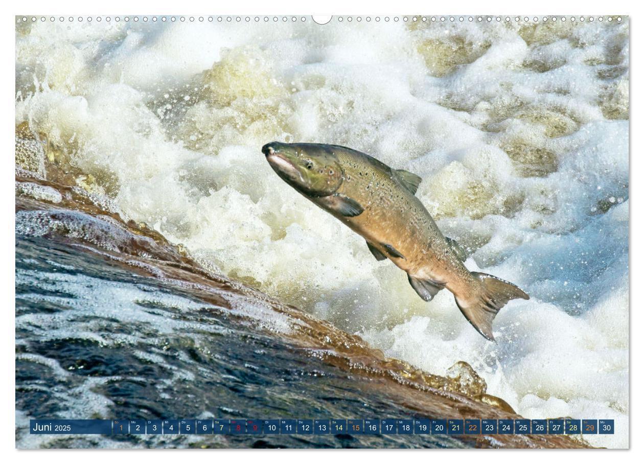 Bild: 9783457180556 | Heimische Fische: Karpfen, Forelle, Hecht (Wandkalender 2025 DIN A2...