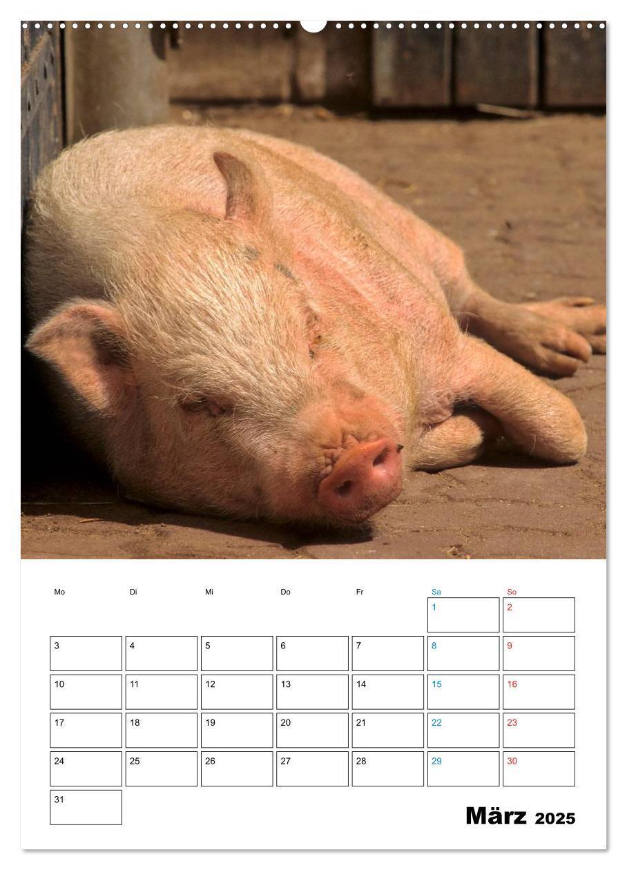 Bild: 9783457077382 | Schweine 2025 (Wandkalender 2025 DIN A2 hoch), CALVENDO Monatskalender