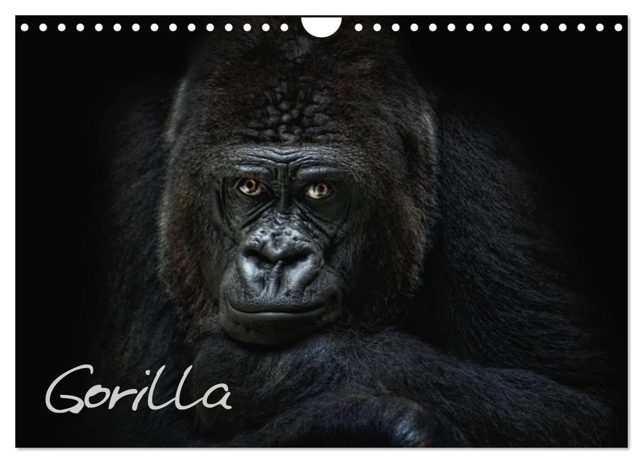 Cover: 9783675478596 | Gorilla (Wandkalender 2024 DIN A4 quer), CALVENDO Monatskalender