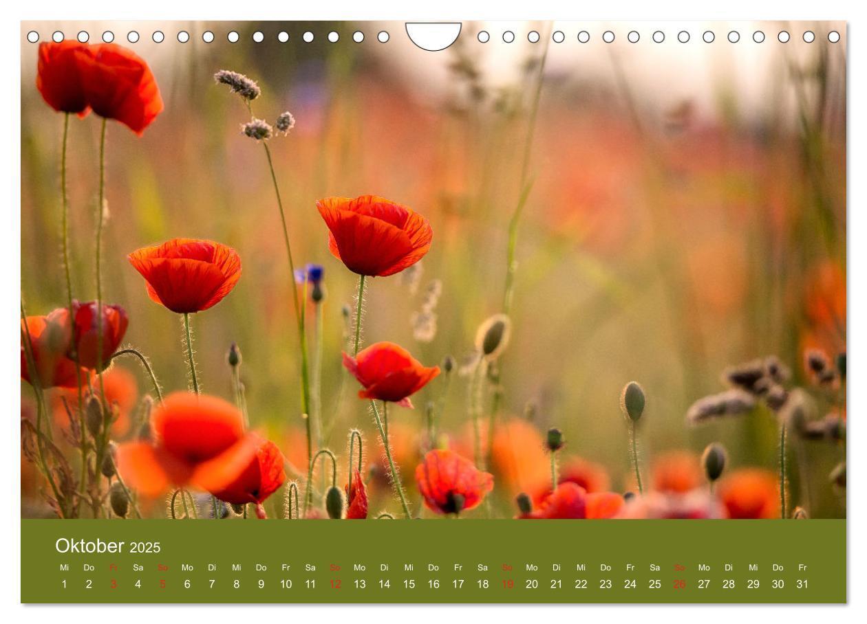 Bild: 9783435122967 | Mohnblumen Romantik (Wandkalender 2025 DIN A4 quer), CALVENDO...