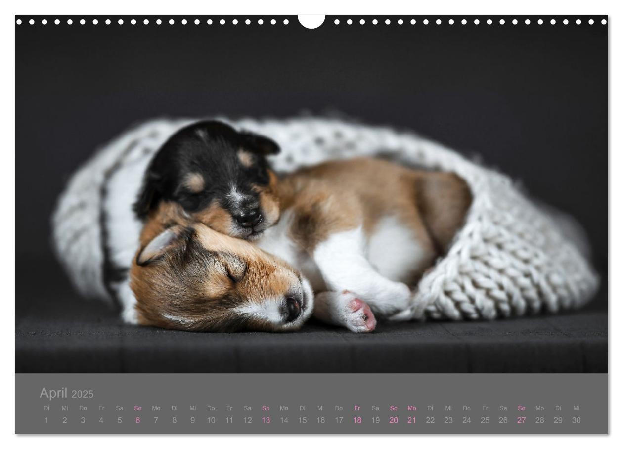 Bild: 9783435029860 | Collie Welpen einfach zuckersüß (Wandkalender 2025 DIN A3 quer),...