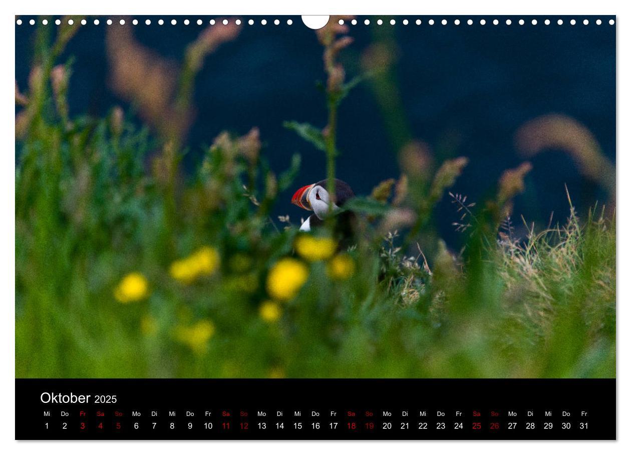 Bild: 9783435410675 | Puffins - Vögel des Nordens (Wandkalender 2025 DIN A3 quer),...