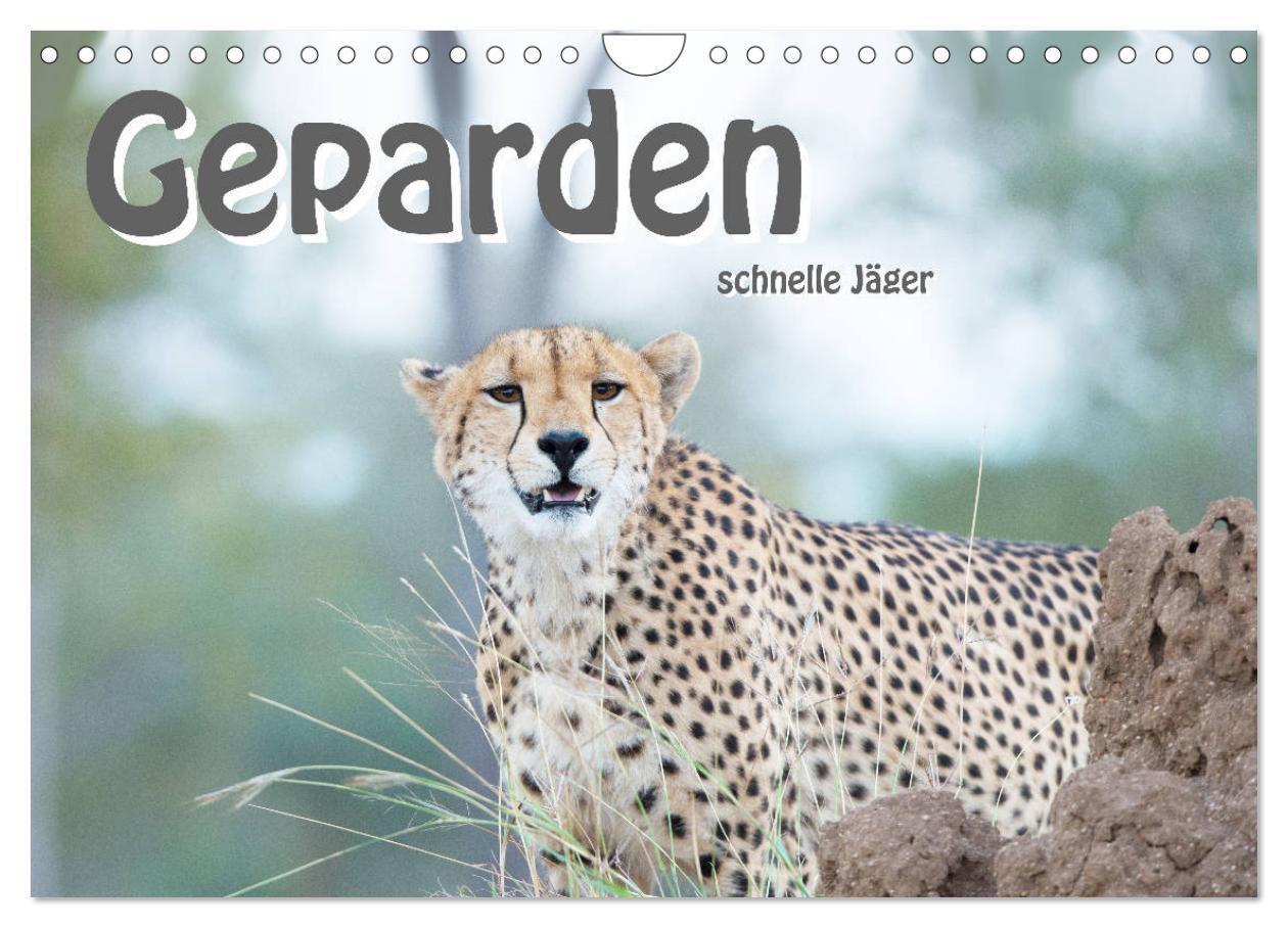 Cover: 9783383006241 | Geparden - schnelle Jäger (Wandkalender 2024 DIN A4 quer), CALVENDO...