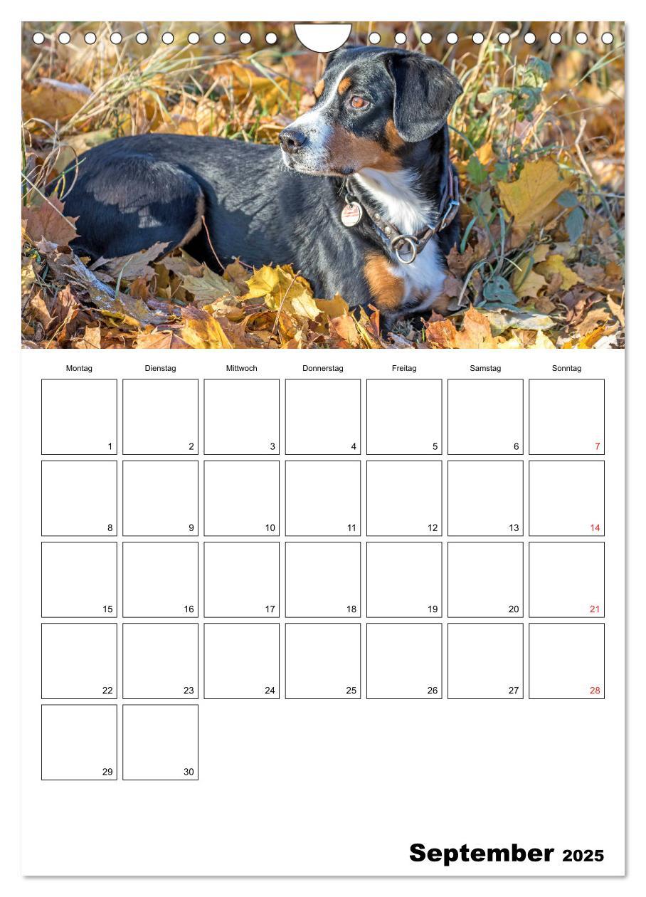 Bild: 9783457026694 | Entlebucher Sennenhunde begleiten Sie durch das Jahr (Wandkalender...