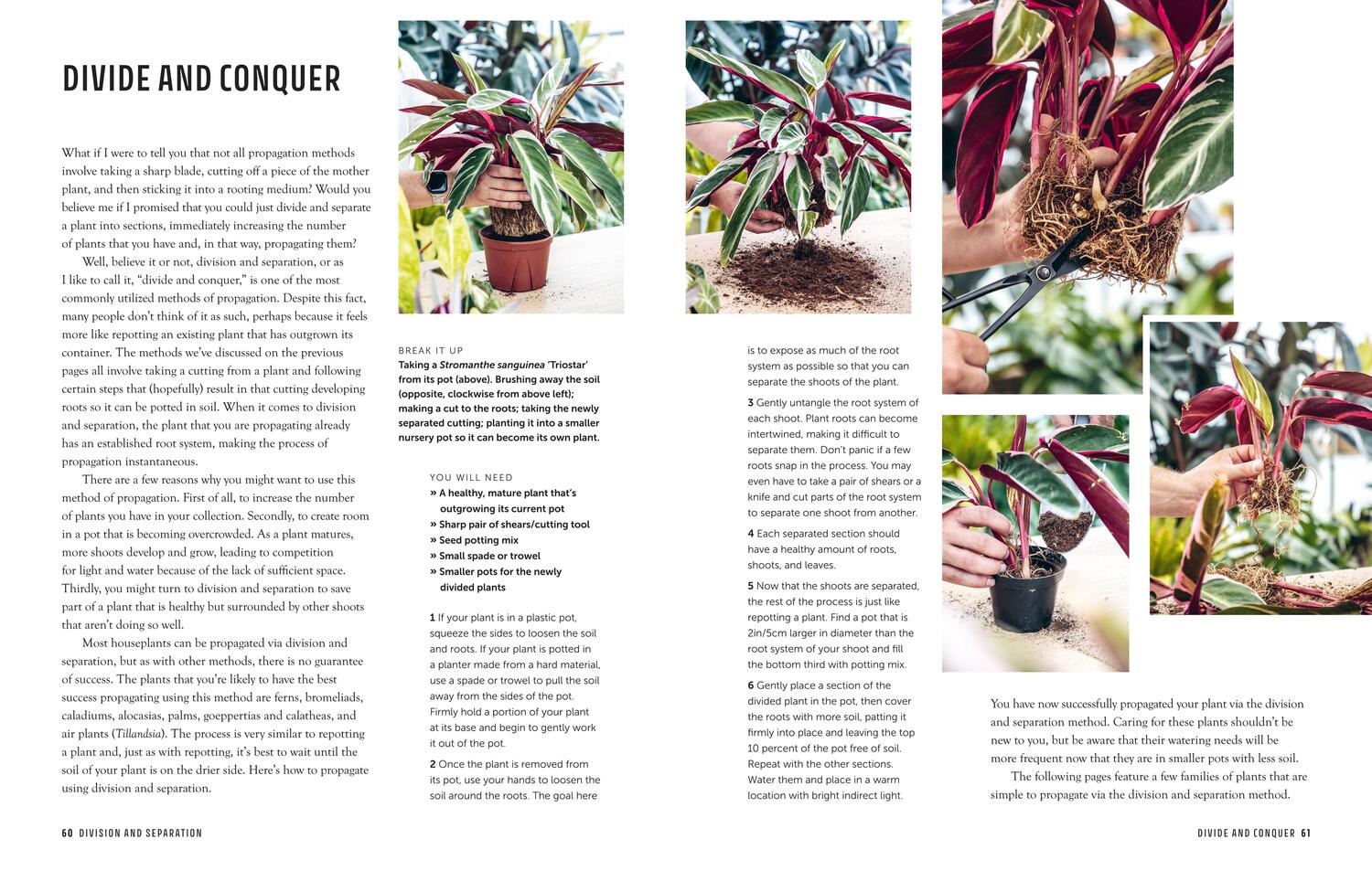 Bild: 9781800653108 | The Propagation Handbook | A guide to propagating houseplants | Carter