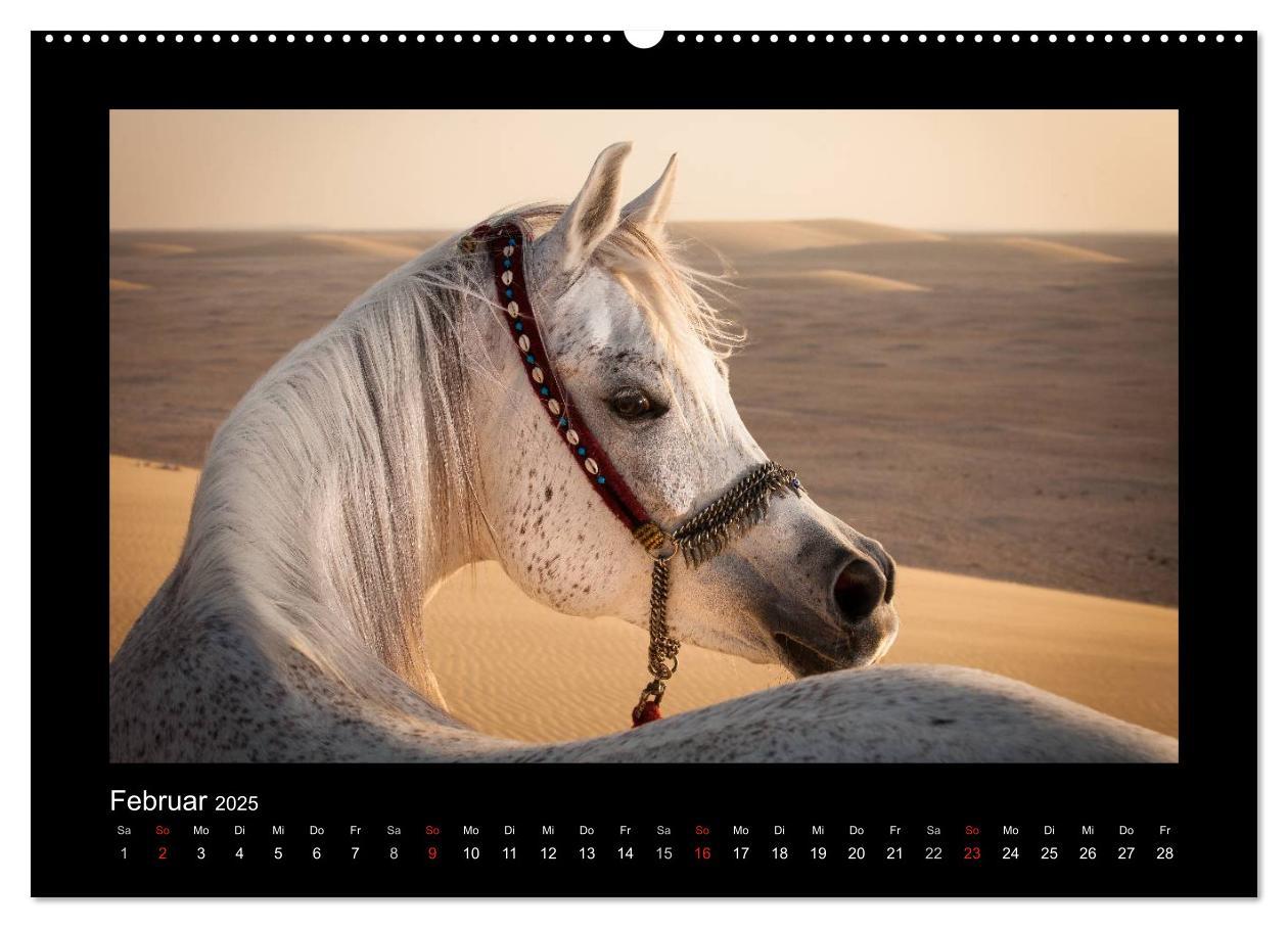 Bild: 9783435788941 | Vollblutaraber (Wandkalender 2025 DIN A2 quer), CALVENDO...