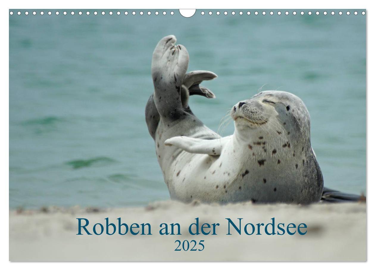 Cover: 9783435481538 | Robben an der Nordsee (Wandkalender 2025 DIN A3 quer), CALVENDO...