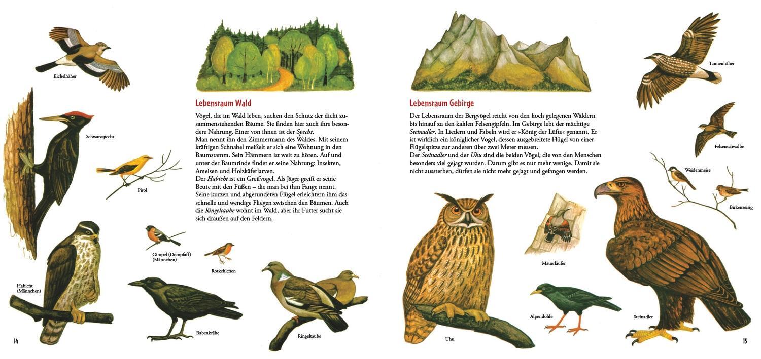 Bild: 9783770700684 | Die grüne Natur-Uhr | Durch das Jahr mit Wiese, Wald und Vögeln | Buch