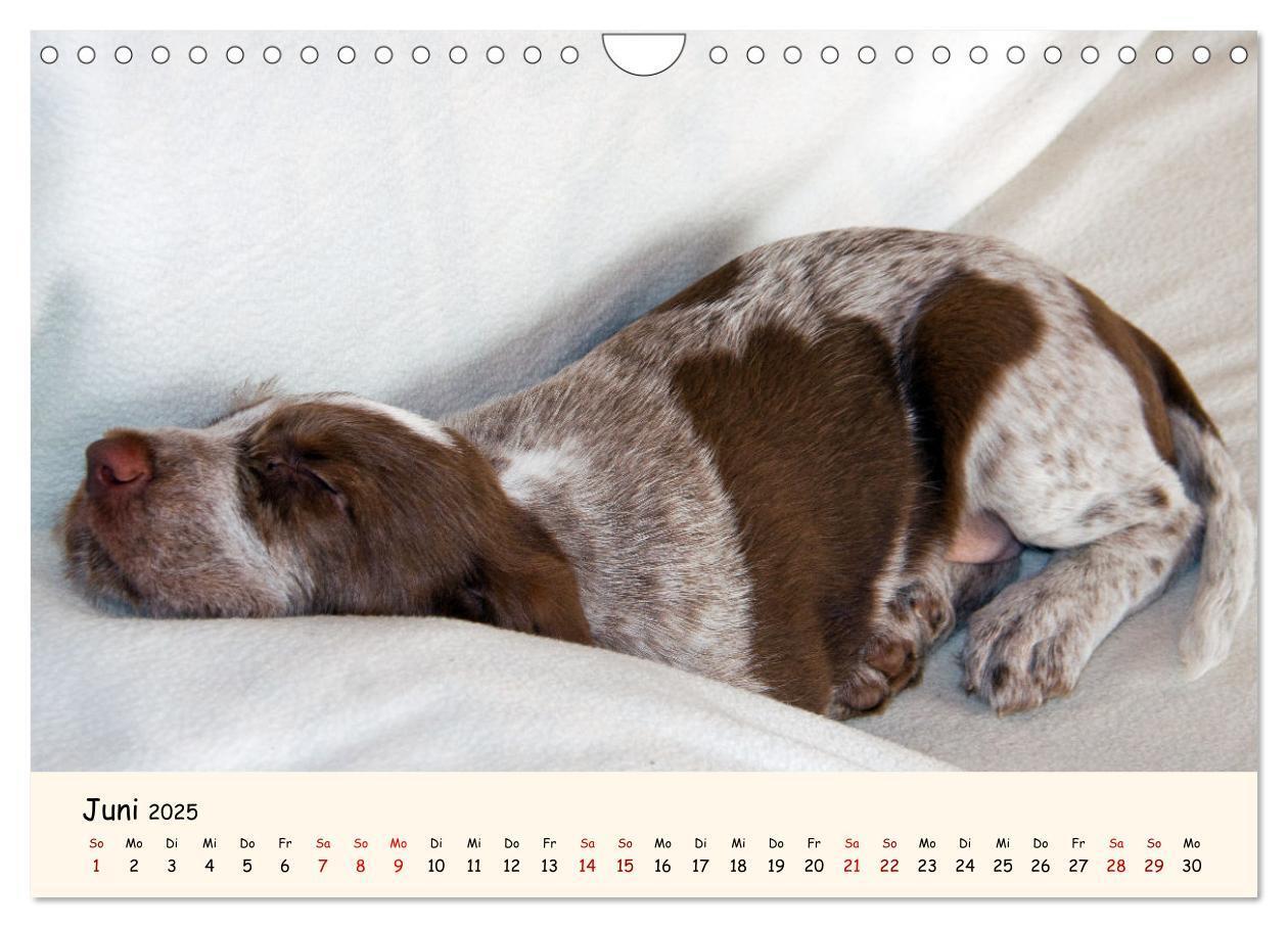 Bild: 9783435054275 | Spinone Italiano Welpen - Kleine Clowns (Wandkalender 2025 DIN A4...