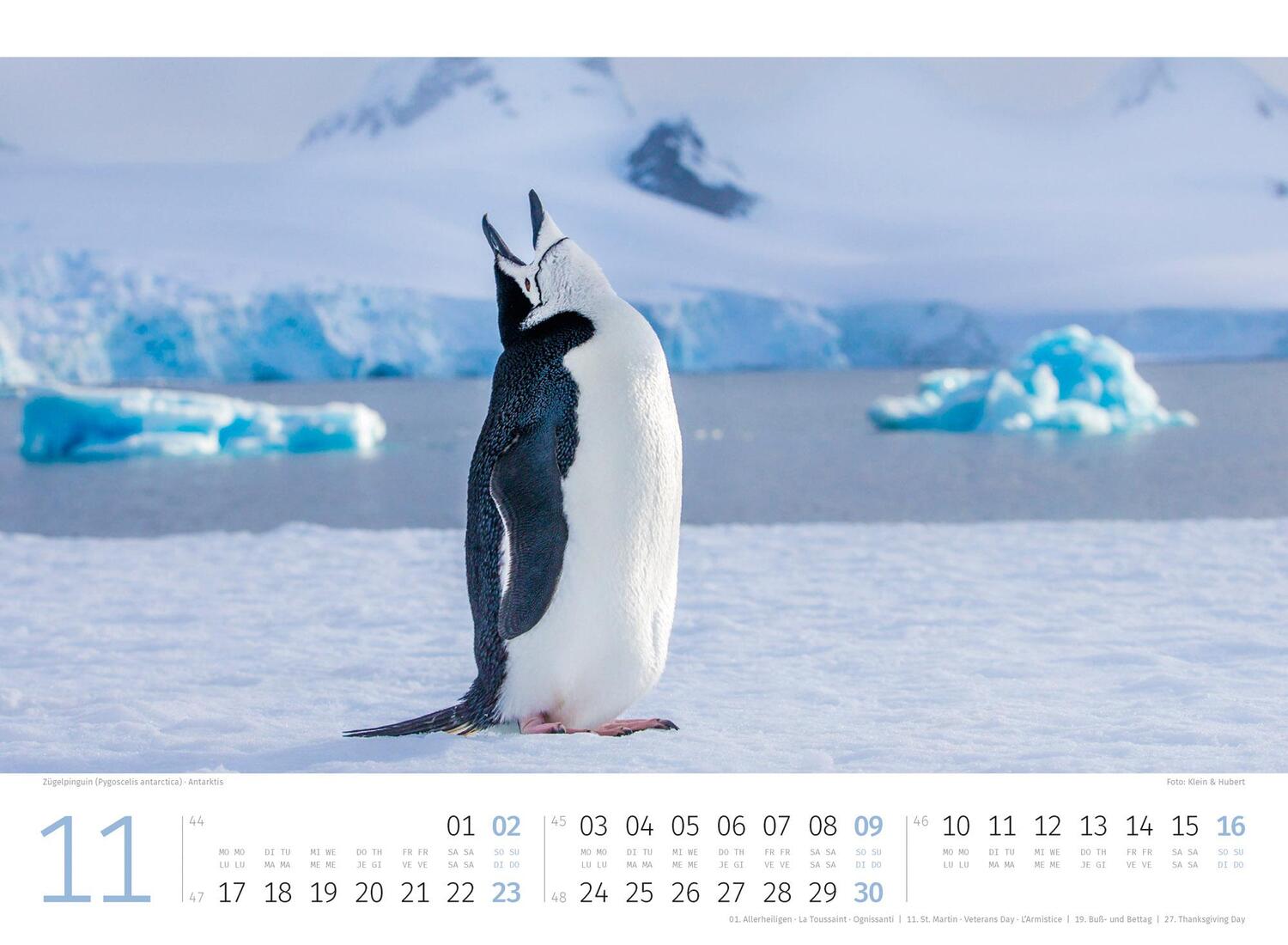 Bild: 9783838425894 | Pinguine Kalender 2025 | Ackermann Kunstverlag | Kalender | 14 S.