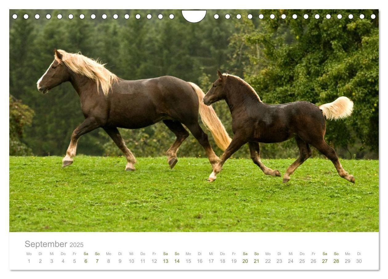 Bild: 9783435580156 | Faszination Schwarzwälder Kaltblut (Wandkalender 2025 DIN A4 quer),...