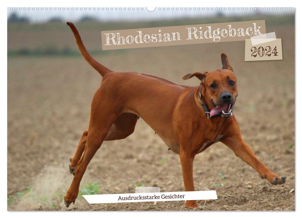 Cover: 9783675601147 | Rhodesian Ridgeback - Ausdrucksstarke Gesichter (Wandkalender 2024...