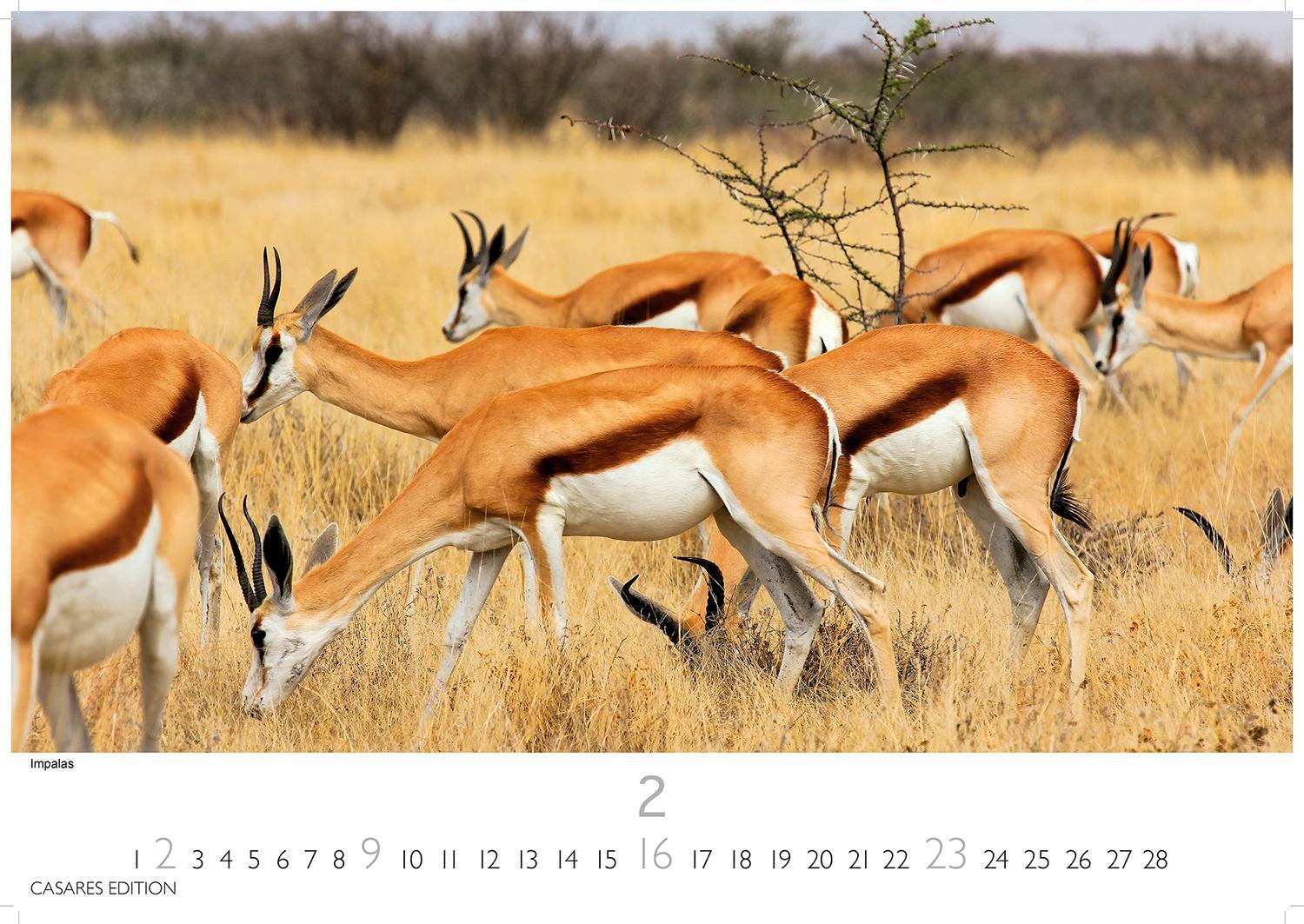 Bild: 9781835240502 | African Wildlife 2025 L 35x50cm | Kalender | 14 S. | Deutsch | 2025