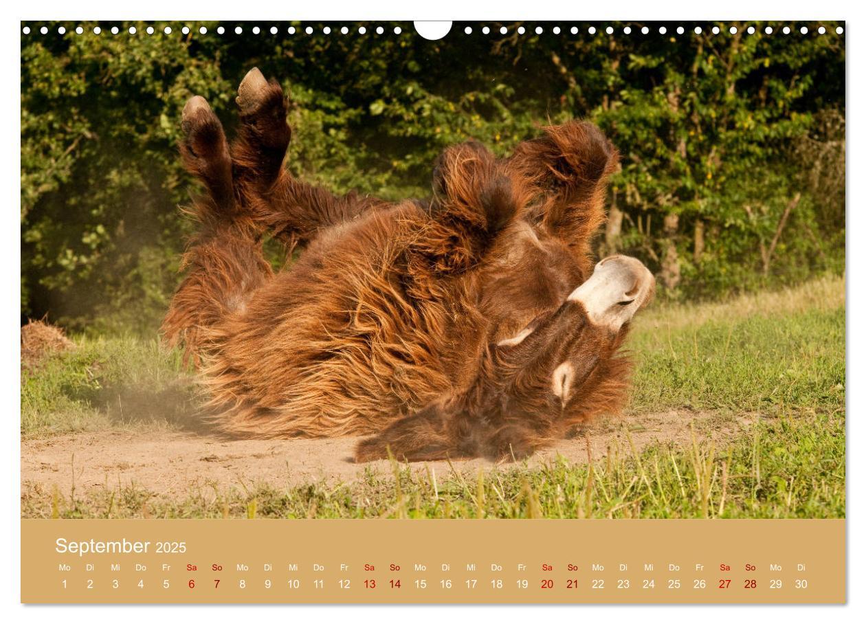 Bild: 9783435396542 | Baudet de Poitou - Seltene französische Langohren (Wandkalender...